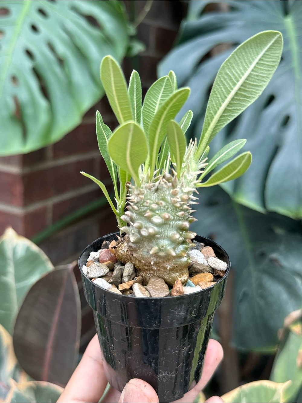 Pachypodium densiflorum mini bonsai succulent